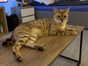 Bengal – Hauskater Tommy sucht sein neues Zuhause🤍 – Munderkingen