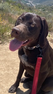 Rehome GSP/Labrador Dog