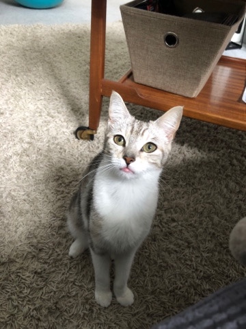 petshome%2Fadverts%2FRjrGBp7nBh3VBoOI2KO6%2Fmain image