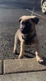 Belgian Shepherd Dog (Malinois) – 3 month old Belgian malinois mix