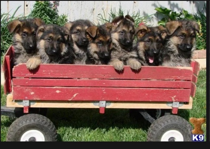 German Shepherd – AKC German Shepherd Puppys