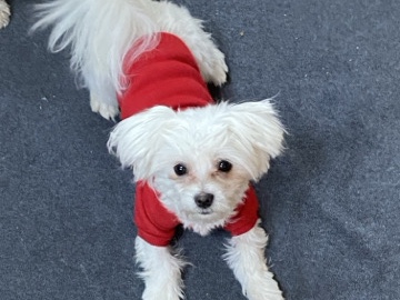 Maltese Puppy [Male]