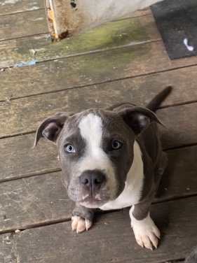 American Pit Bull Terrier – Rehome asap puppies