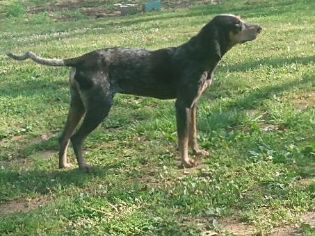 Black and Tan Coonhound – Blue tick Hound/female/free to good home