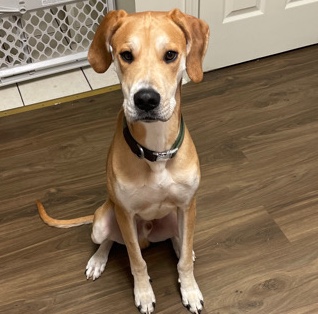Great Dane – rehoming