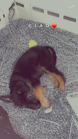 German Shepherd – king just lost his mommy in need of home