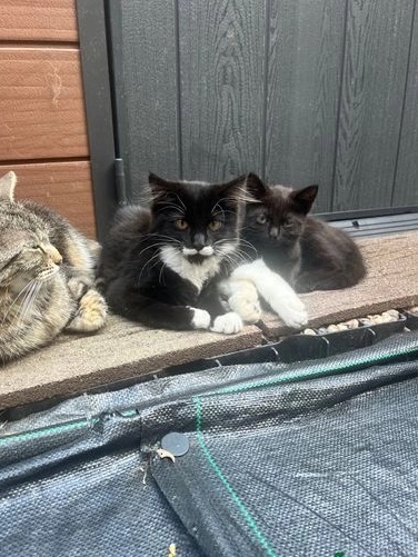 2 fluffy cats
