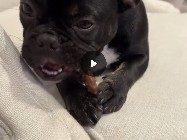 French Bulldog – boy frenchie – Newport Beach