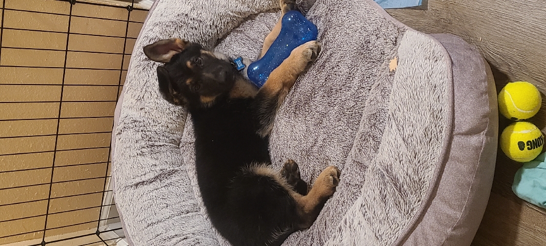 German Shepherd – for sale German Shepherd