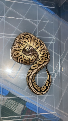 male pastel black
