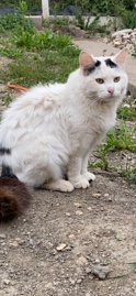 Turkish angora mix for rehoming