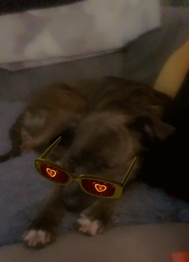 Súper Nova the blue nosed cutie🫶🏽