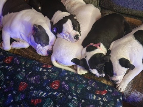American Bulldog – Purebred American bully pups – Hamilton