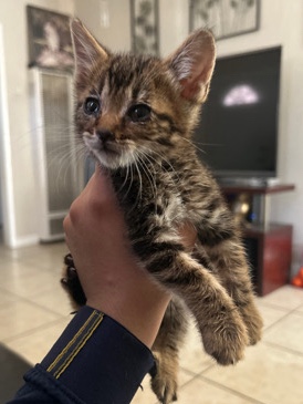 Baby kitty rehome .