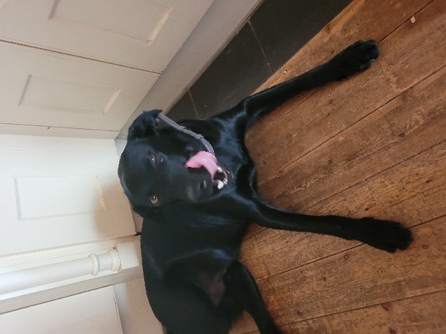 Labrador Retriever β Labrador (Black)11 months old lovely π boy