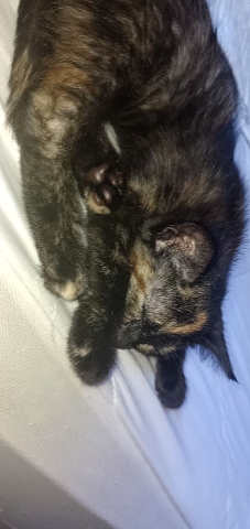 kitten in need of rehoming