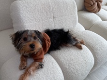 Yorkshire Terrier – Adorable 5-Month-Old Yorkie Puppy for Sale!** – Augusta