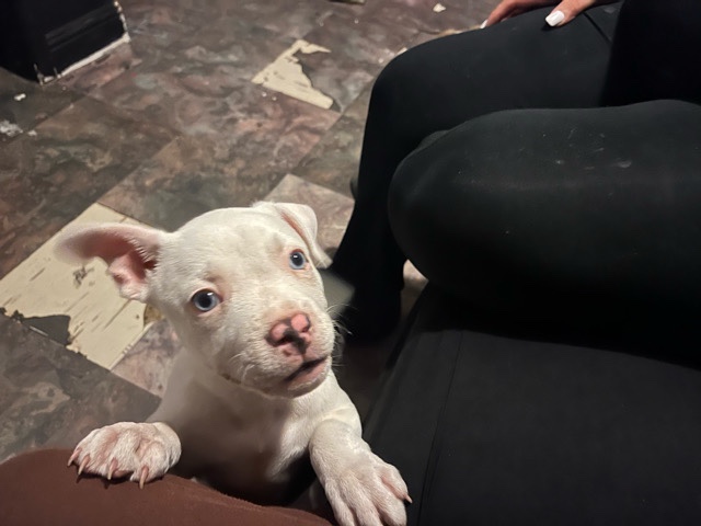 American Pit Bull Terrier – Beautiful twilight blue Pit bull Terrior – Vacaville