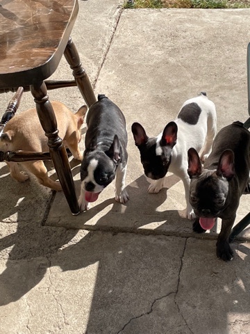French Bulldog – 3 female frenchies (french bulldog