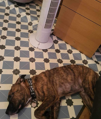 Bullmastiff – experienced owner only
