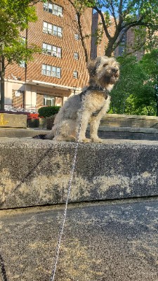 Meet Alfe — A Loving, Gentle Companion Looking for a New Home – New York