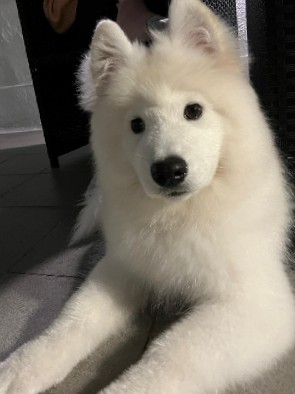 5 month old samoyed puppy