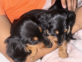 Dachshund – 2 mini long haired dachshunds – Lehigh Acres