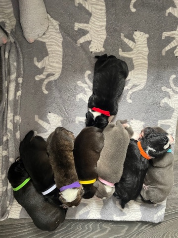 Staffordshire Bull Terrier – 8 Staffordshire bull terrier pups