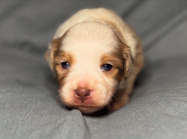 Miniature American Shepherd – Red Merle Miniature Australian Shepherd – San Diego