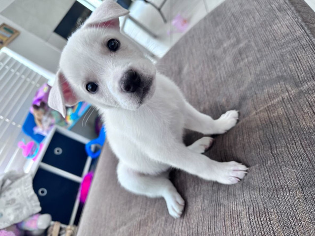 Akita – Akita mixed with pitbul