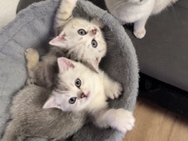 British Shorthair – BKH Kitten – Villingen-Schwenningen