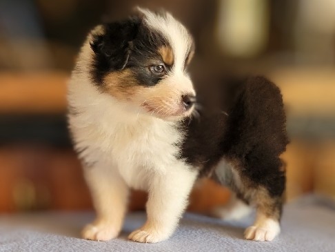 Australian Shepherd Male, Tommy