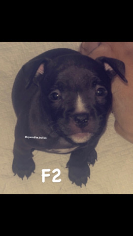 American Pit Bull Terrier – PLB’s Scarlett Witch