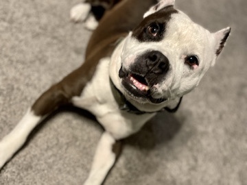 American Pit Bull Terrier – Pitbull with a very sweet heart! – Jacksonville