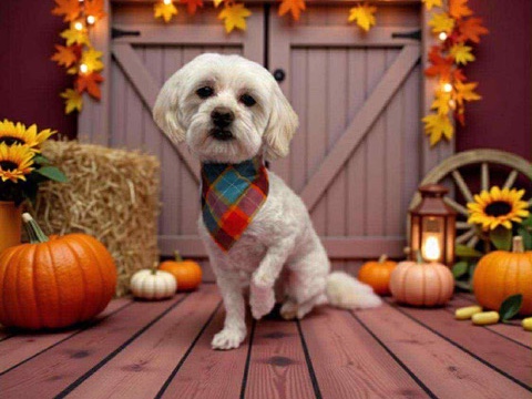 Maltese - Adorable 3-Year-Old Bichon Maltese Looking for a Loving Home available for adoption in Bradford