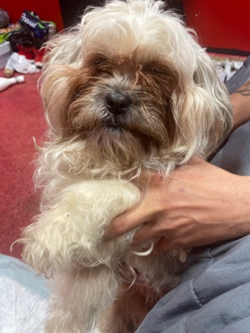 Shih Tzu – ShihTzu/Poodle mixed