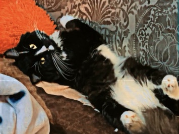 Ragdoll - cat available for adoption in Surrey