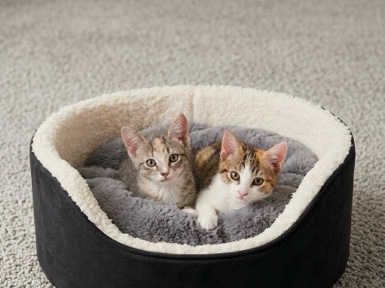 Aegean – Adorable Calico Kitten For Sale – Northampton