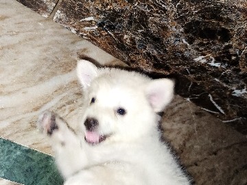 Pomeranian – Healthy Pomeranian Puppy – Tonk
