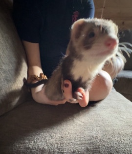 ferret – young ferret(female)