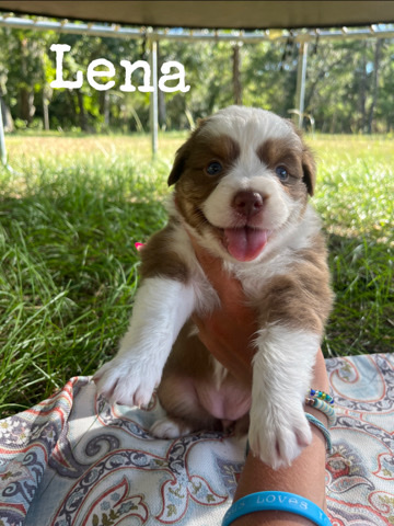 Australian Shepherd – Australian Shepherd Puppies