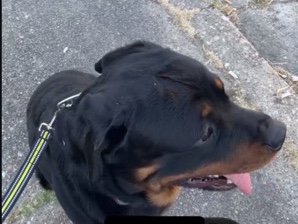 Rottweiler – rottie – Portsmouth
