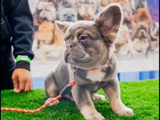 French Bulldog – fluffy French bulldog – Cincinnati