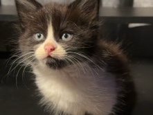 Friendly 15-Week-Old Kitten for Sale – Manchester – Manchester