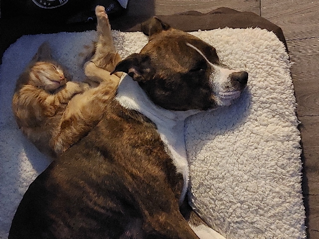 Staffordshire Bull Terrier – beautiful little ladies