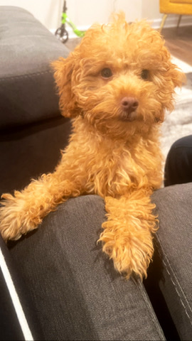 Poodle – Mini Poodle Mix for sell