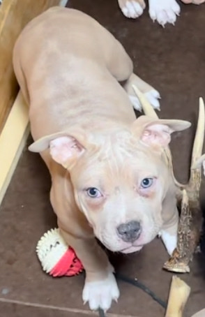 American Bulldog – chocolate Merle Female AvailaBull