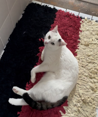 kater