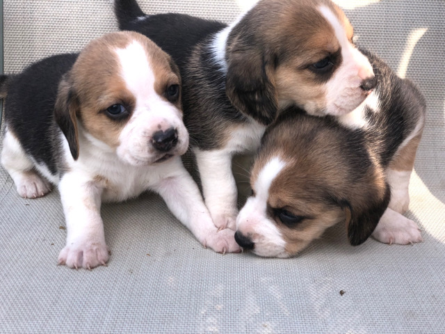 Beagle – Beagle puppies