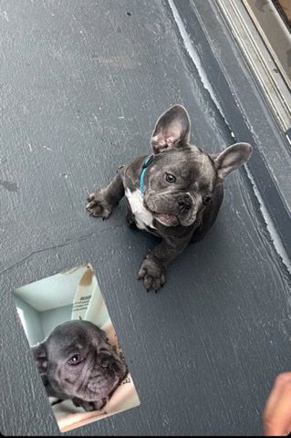 French Bulldog – blue French bulldog